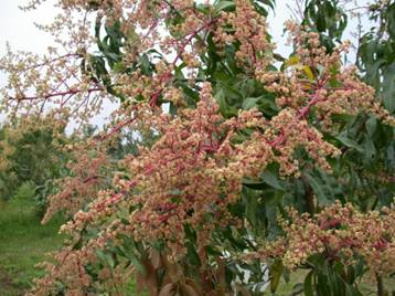 芒果高雄4號為大花序,花梗紅色。